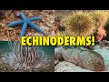 The spiny world of echinoderms  jonathan birds blue world