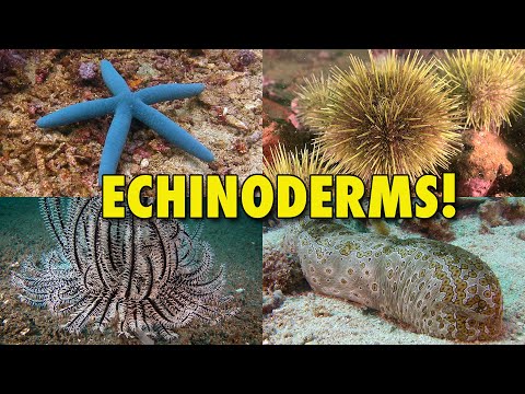 The Spiny World of Echinoderms! | JONATHAN BIRD&rsquo;S BLUE WORLD