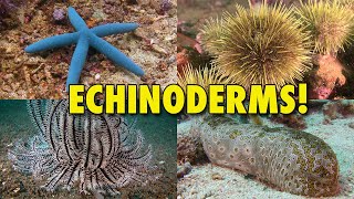 The Spiny World of Echinoderms! | JONATHAN BIRD'S BLUE WORLD screenshot 3