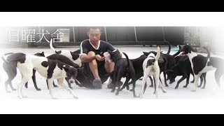 台灣犬復育 繁殖買賣 布農犬復育-日曜犬舍布農原生種台灣土狗 