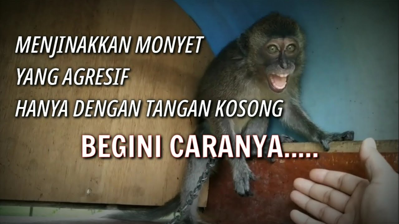 Cara Menjinakkan Monyet Liar Dalam Beberapa Menit Saja | Video Tutorial