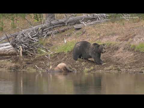 Yellowstone Grizzly 791 with Elk Carcass