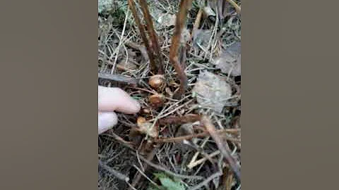 Папоротник Щитовник мужской. 30 апреля.