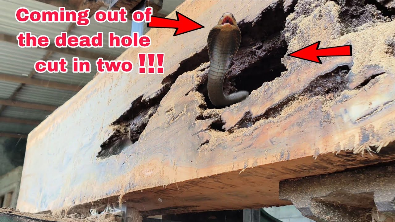 Tragic death of the king of monsters || Dangerous attacks during sawing of hollow logs | Sawmill