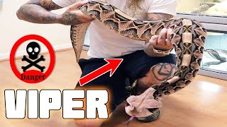 MASSIVE GABOON VIPER! | Tyler Nolan