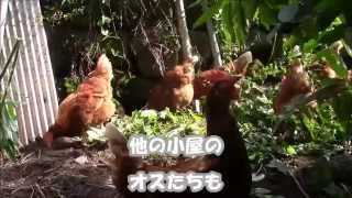 卵油を作る有精卵を産む鹿児島地鶏（かんとりぃぱぁく）