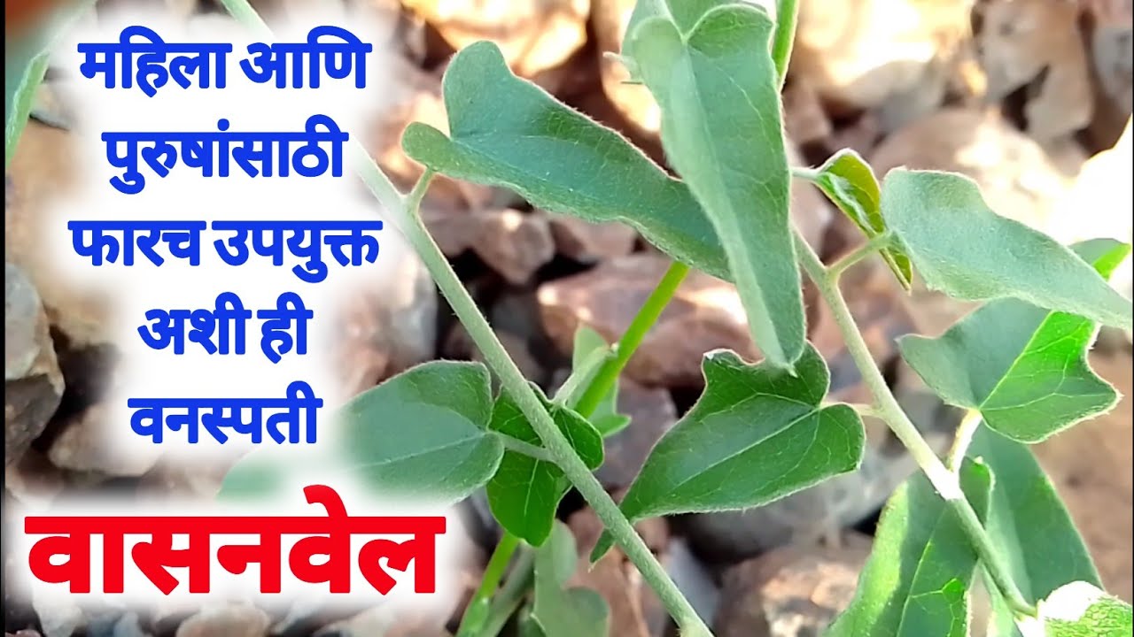वासनवेल,पातालगारुडी,जलजमनी या वनस्पतीचे विविध औषधी फायदे।स्त्री-पुरुष दोघांसाठी फार उपयोगी वनस्पती.