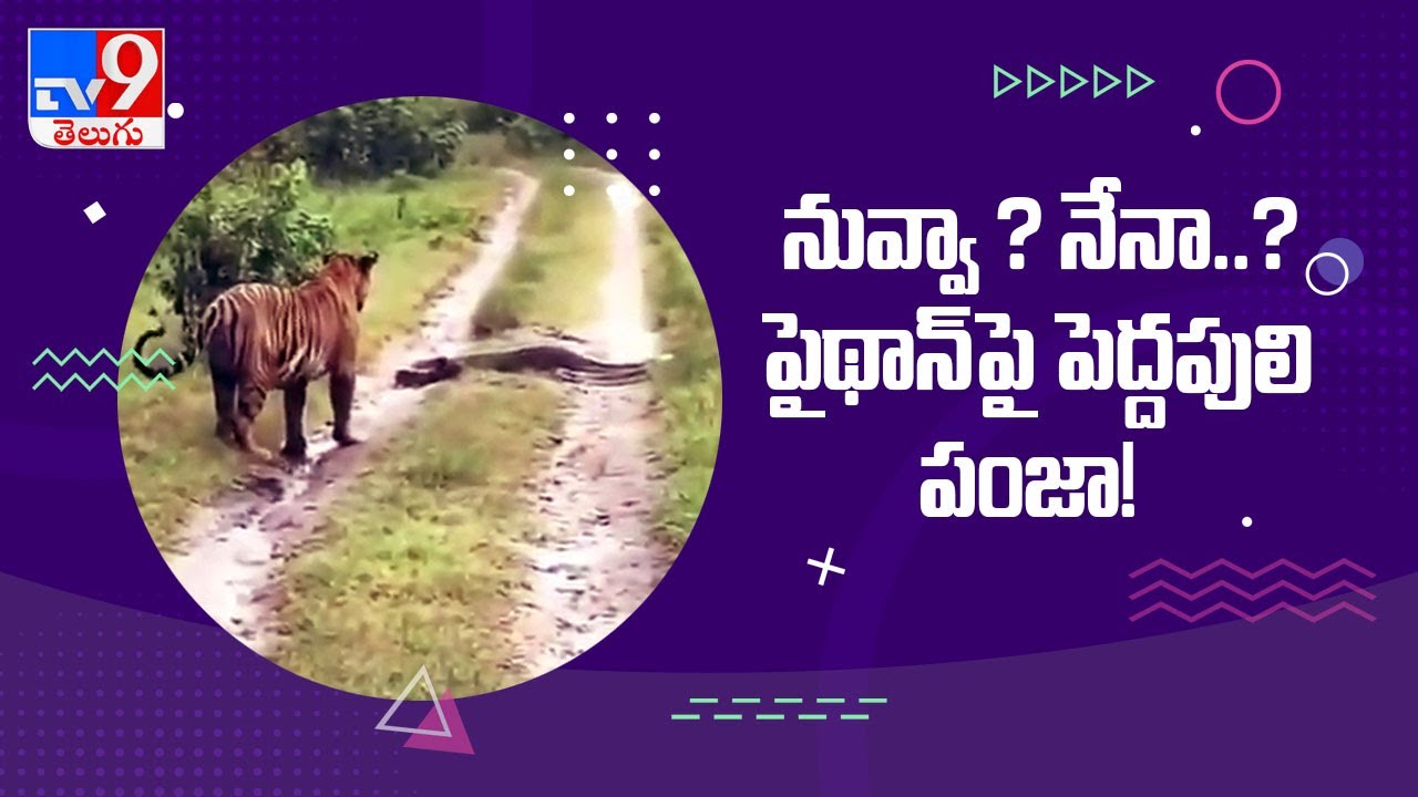 What happened when a Tiger came across a huge Python in Karnataka - TV9 ...