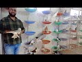 pigeon farm || fancy pigeon farm || lahori pigeon || european lahori || anis thekedar