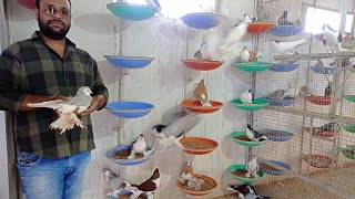 pigeon farm || fancy pigeon farm || lahori pigeon || european lahori || anis thekedar