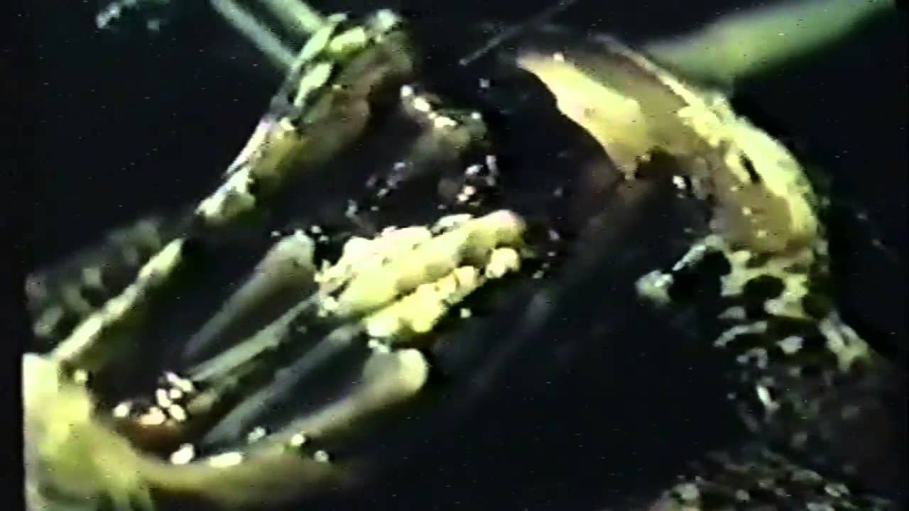 Опорно-двигательная система человека - YouTube