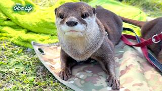 So Peaceful… Otters Relaxing Under Cherry Blossoms - YouTube