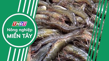 Tôm có kim ngạch xuất khẩu cao nhất | Nông nghiệp Miền Tây