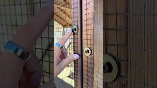3 chicken keeping mistakes that you should try to avoid... #Shorts #simplychickensofficial