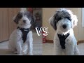 8 Wks vs. 6 Month Old Aussiedoodle Puppy (Differences)