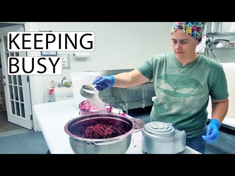 It's Been Busy To Say The Least | Fermented Homestead