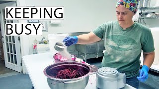 It's Been Busy To Say The Least | Fermented Homestead