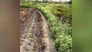 Grower’s eye: Parthenium- “the silent killer”