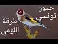 طرقة تونسية لتعليم الفراخ طرقة اللومي طرقة تونسية لتعليم الفراخ طرقة اللومي