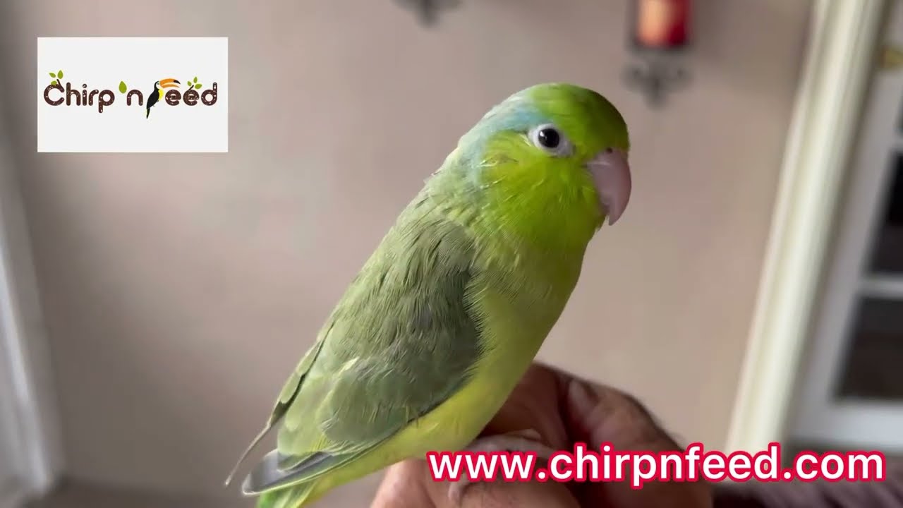 Baby Parrotlet