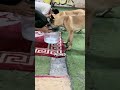 BELGIAN MALINOIS CATCHES CHEATER IN BUCKET CHALLENGE 😂🐕 #shorts