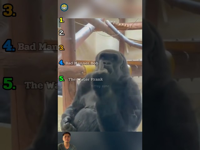 Ranking best monkey moments #funny #ranking #monkey