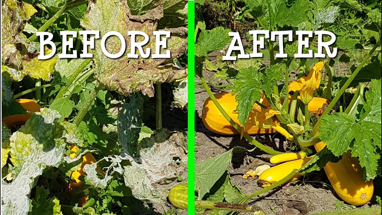 Zucchini blight, Devil's Thorn Apple (Datura Stramonium) and chicken thieves @ TOXANDRIA