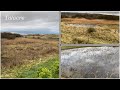 Natterjack toad breeding project at talacre