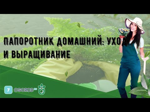 Видео: Выращивание коричного папоротника - Советы по уходу за коричным папоротником