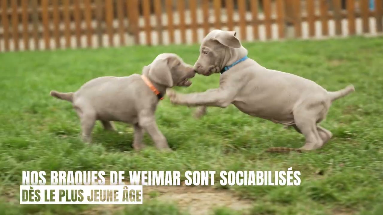 Présentation de notre Elevage - Braques de Weimar - depuis 2004 !