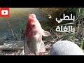 صيد سمك البلطي بالغلة في اسكندريه 