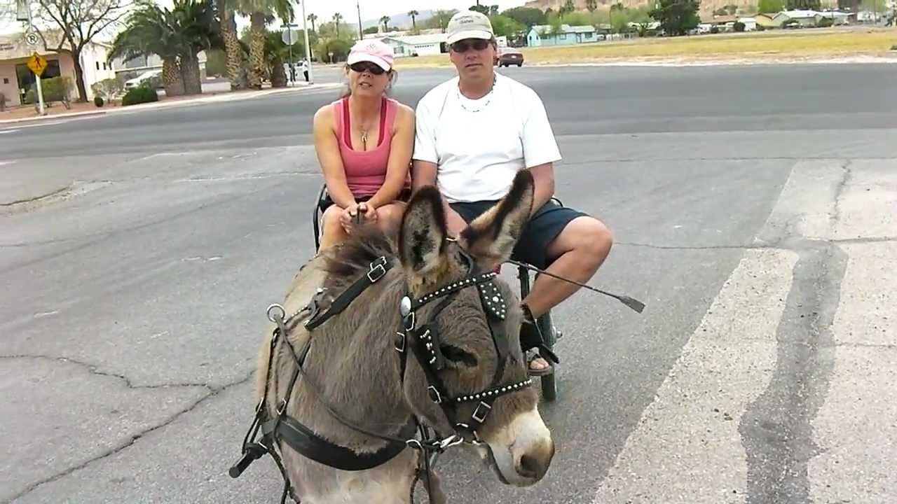 'Emily' Miniature Mediterranean Donkey