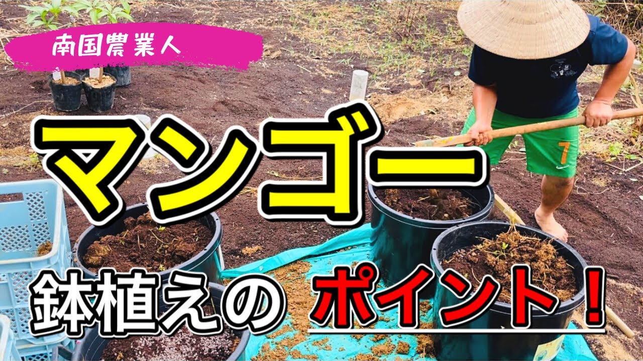 【マンゴー】与論島でのマンゴー鉢植えのポイント！　　　　　　　　　#南国農業人　#マンゴー鉢植え　#家庭菜園　#アーウィンマンゴー　#与論島　#ヨロン島　#農業