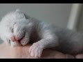 母恋しく鳴いていた野良の子猫を発見。保護した後の大きな変化にビックリ！その姿に恋をして・・・。【nekoの部屋】