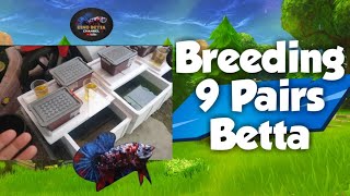 Breeding 9 Pairs Betta | Yellow Fancy, Hellboy, Giant and Many More