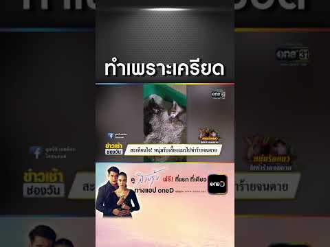 สะเทือนใจ! หนุ่มรับเลี้ยงแมวไปทำร้ายจนตาย | สำนักข่าววันนิวส์