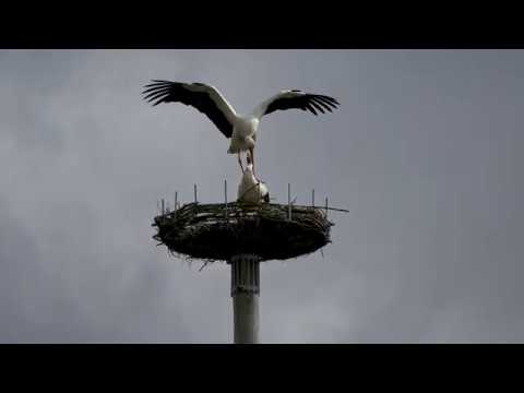 Video: Er Hvide Storke Afhængige Af Junkfood? Effekter Af Brug Af Deponeringsanlæg På Bevægelse Og Opførsel Af Hvide Storke (Ciconia Ciconia) Fra En Delvis Vandrende Befolkning