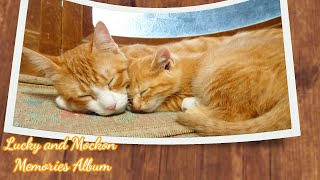 茶トラ兄弟の思い出フォトアルバムが可愛いい  Brother cat album