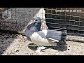 В гостях у ташкентского любителя голубей, Григория Бронова