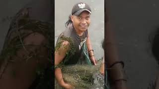 Rare Moment Catching A Monster Tilapia mancingmania