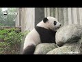 Tiny Branch: I'm Doing My Best But... | iPanda