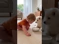 【撃沈】子犬のミルクを横取りしようとして逆に怒られた赤ちゃんの反応が面白すぎた😂🐕#shorts #サモエド #赤ちゃん #犬 #爆笑