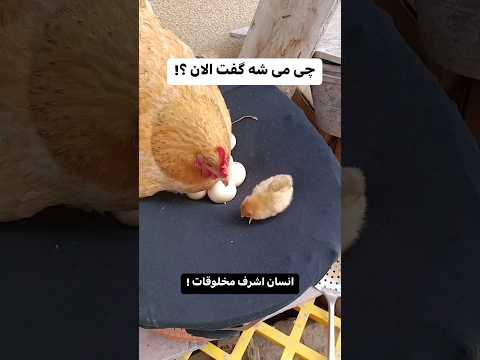 مرغ حیوانات خروس جوجه   