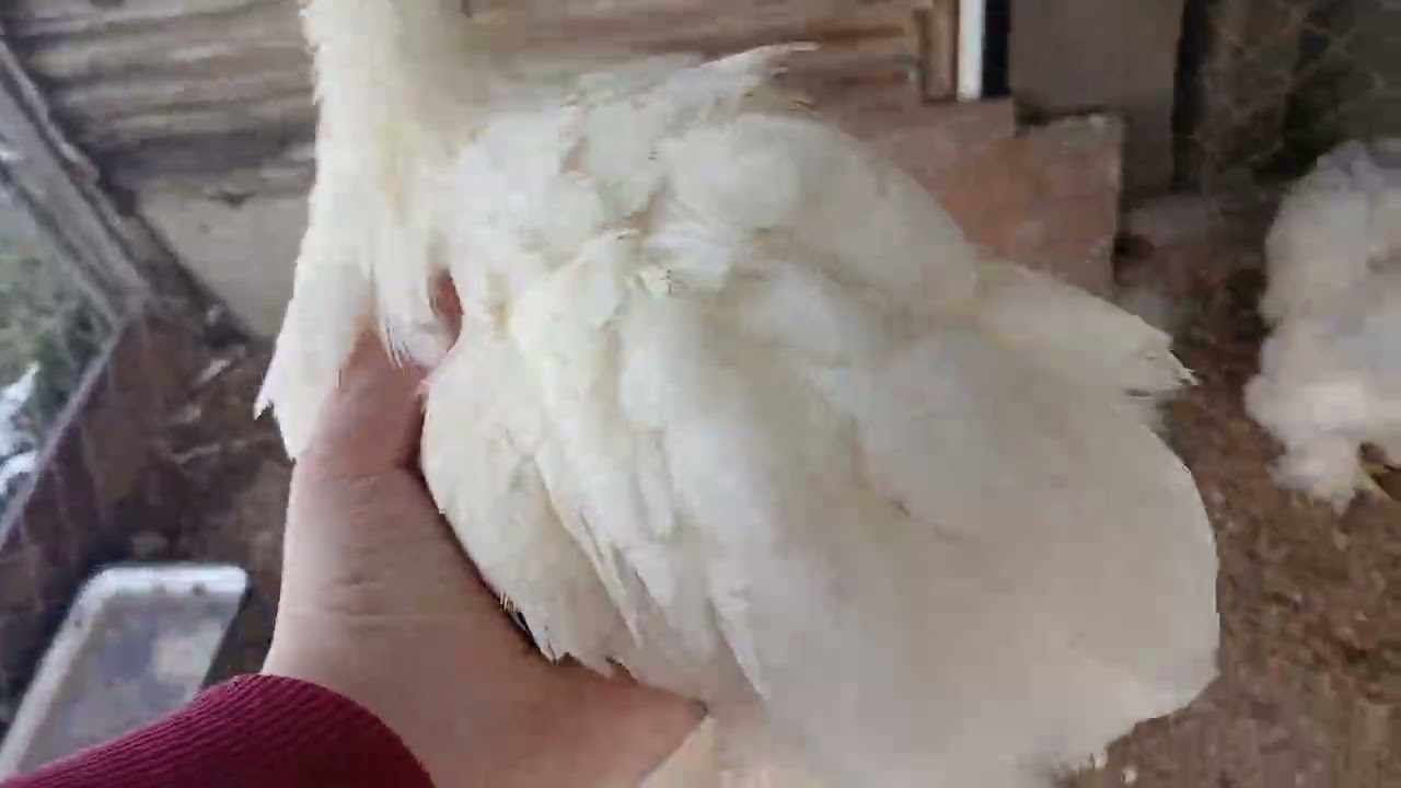 VIDEO LA MN ACASĂ CE MIAM LUAT DE LA EXPO NAPOCA