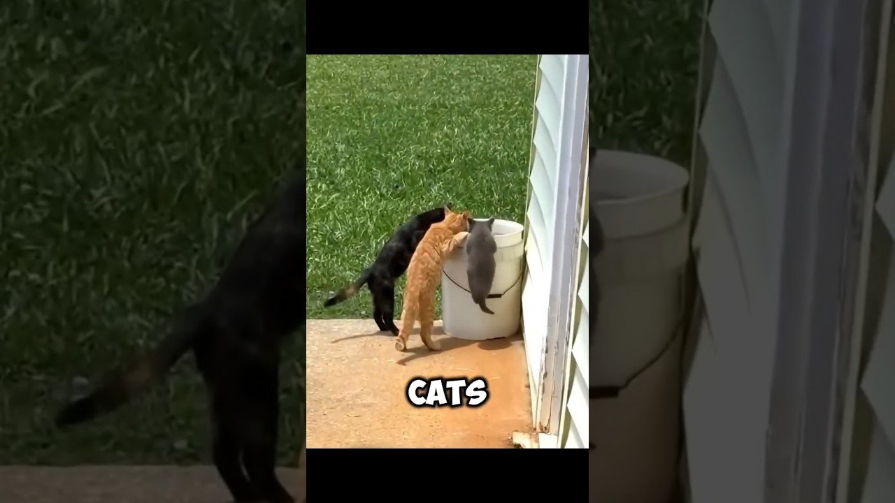 This little kitten just dreams of growing up