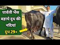 दूध की नदियां बहाने वाली भैंस पार्वती | Parvati Buffalo Birla Bull Karamveer Dairy Farm Sunariya