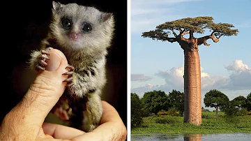¿Cuáles son las especies endemicas de la isla Madagascar?