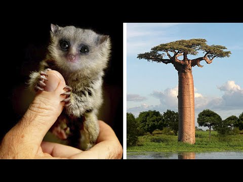 सर्वात अद्वितीय प्राणी आणि वनस्पती फक्त मादागास्करमध्ये आढळतात