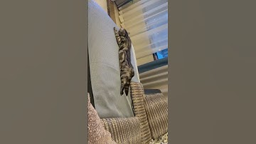 Lazy cat #shorts  #shortvideo #shortsfeed #youtubeshorts #cutecat #cat