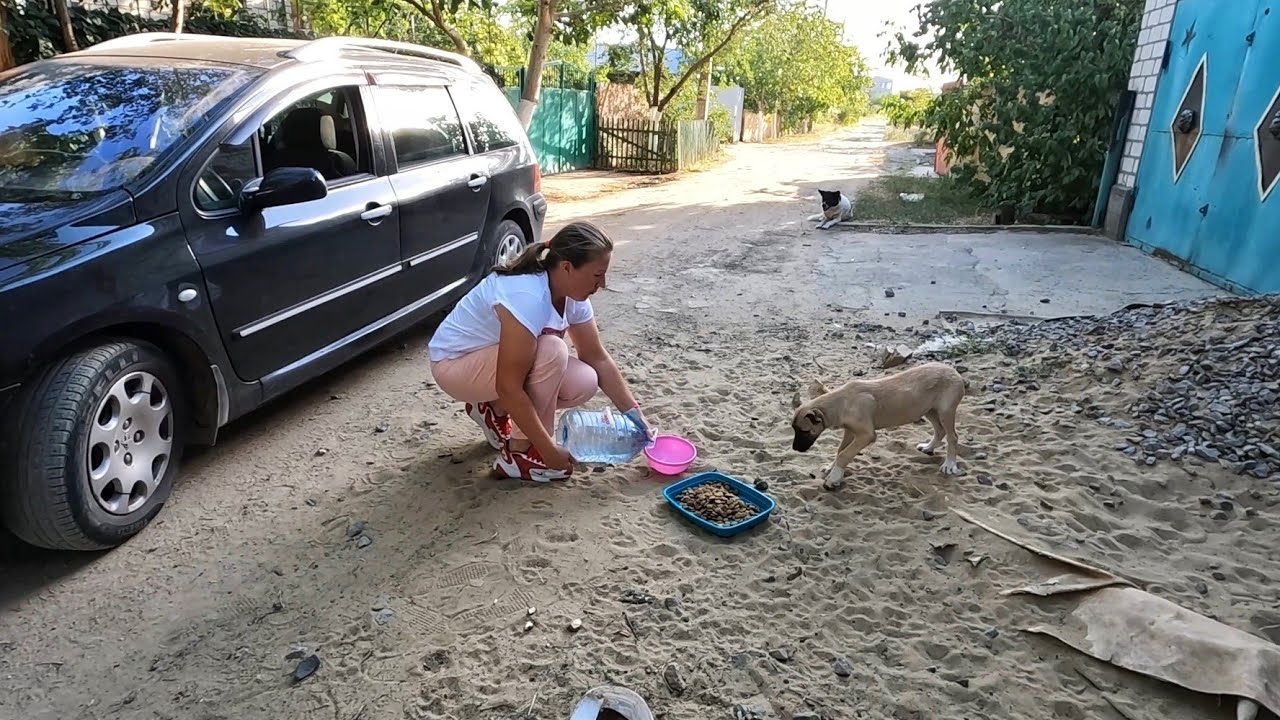 Tiny Hungry Puppies Stopped our Car Begging for Help - YouTube